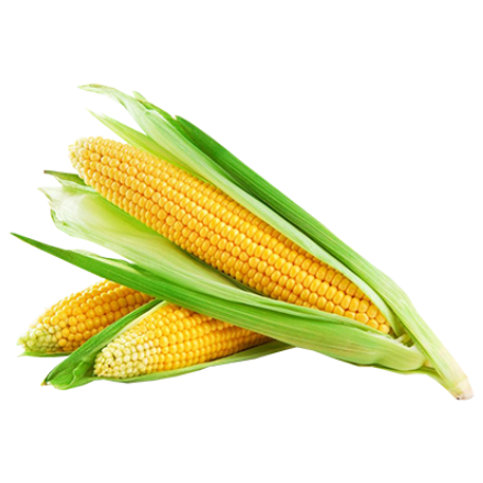 Corn